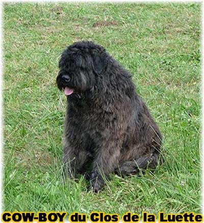 le bouvier des flandres et le cheval - Elevage du CLOS DE LA LUETTE - COPYRIGHT DEPOSE